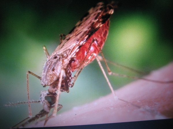 Phương pháp diệt muỗi