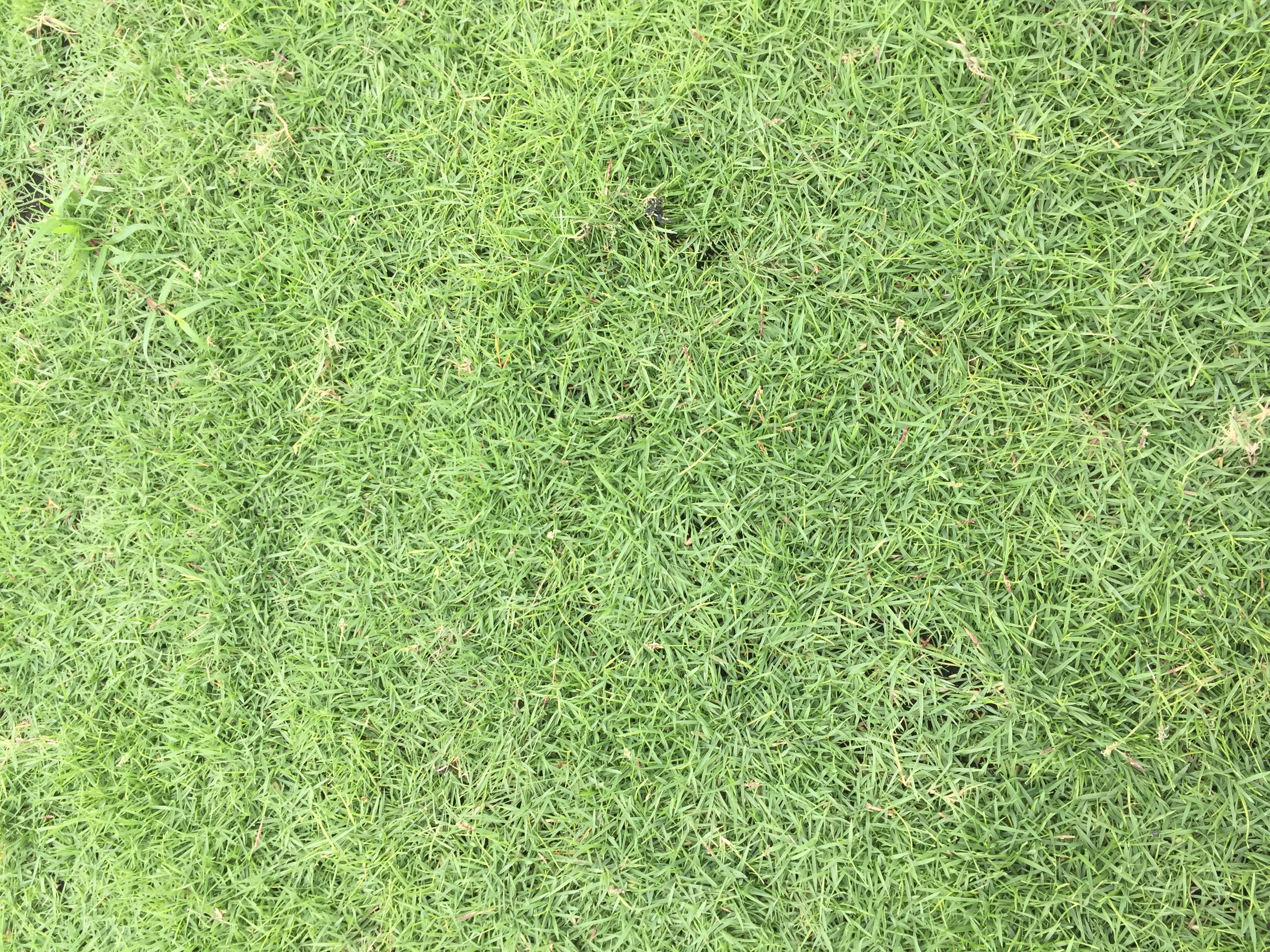 Cung cấp các loại cỏ