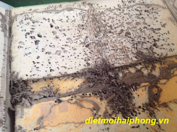 Diệt mối truyền thống